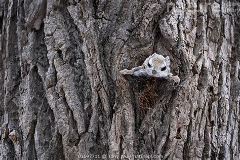 Stock Photo Of Male Siberian Flying Squirrel Pteromys Volans Orii