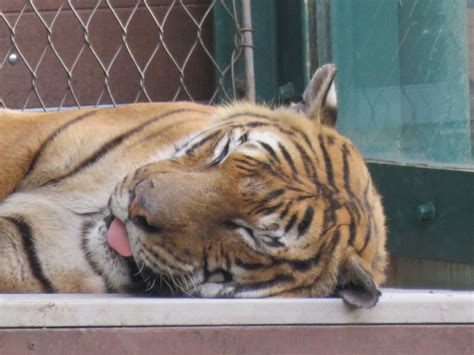 Tiger Blep At The Zoo Today Blep