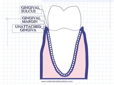 Histology Of Oral Mucous Membrane Including Gingivacertified Fixed