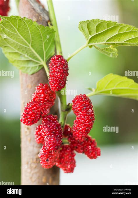 Mulberry On Tree Is Berry Fruit In Nature Stock Photo Alamy