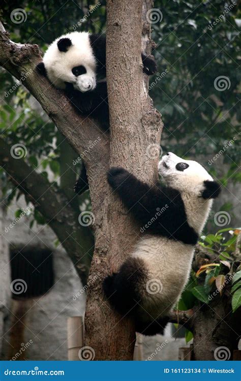 Vertical Shot Of Two Cute Pandas Climbing The Tree In Chengdu China