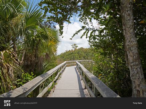 Boardwalk On A Sunny Day In The Everglades National Park Florida Stock