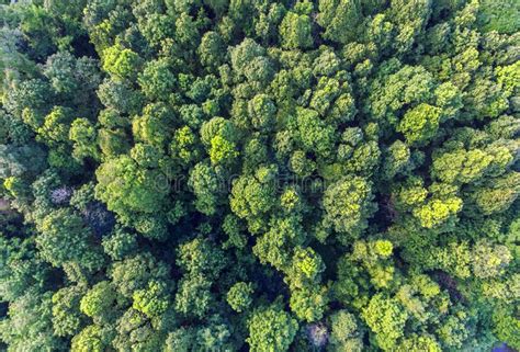 Tropical Forest Aerial View Stock Image Image Of Wallpaper Park