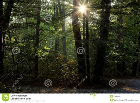 Backlit Park Scene Stock Image Image Of Nature Shine 37899495