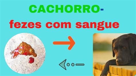 ENCONTROU SANGUE NAS FEZES DO CACHORRO O Que Pode Ser YouTube