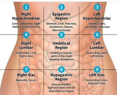 Medicholics On Instagram Abdomen Medical Knowledge Basic Anatomy And Physiology Medical