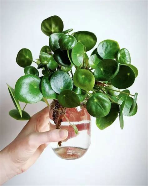 25 Popular Indoor Plants You Can Grow In Vases