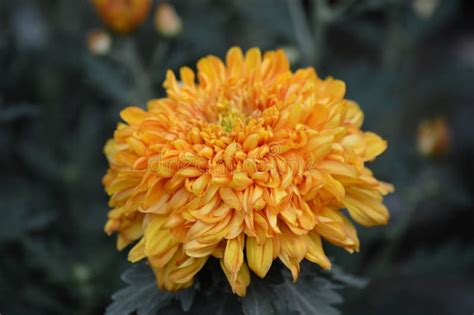 Mum Flower In The Garden Stock Image Image Of Chrysanthemum 102868693