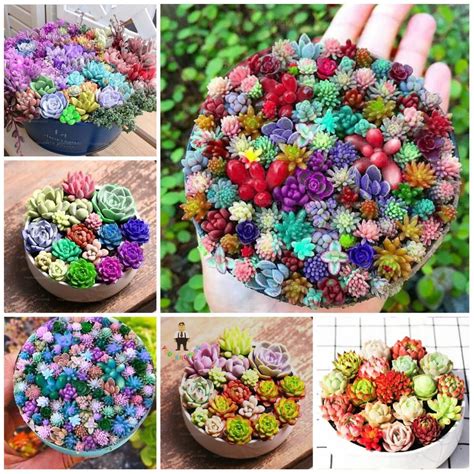 Life Is Colorful Succulents 100 Seeds In 2020 Succulents