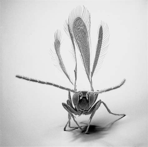 Insect Photography With Electron Microscope9 Fubiz Media