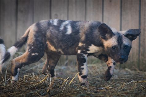 African painted dogs ( lycaon pictus ) are genetically unique in the world of canids. 614NOW | Endangered Lil' Puppers Make Public Debut at The Wilds