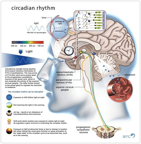 Nobel Prize In Medicine Awarded For Discoveries On The Circadian Rhythm