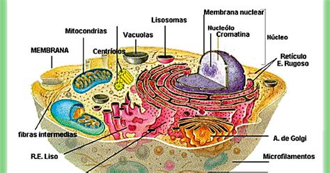 Partes De La Celula Partes De La Celula Celulas Celula Eucariota Images