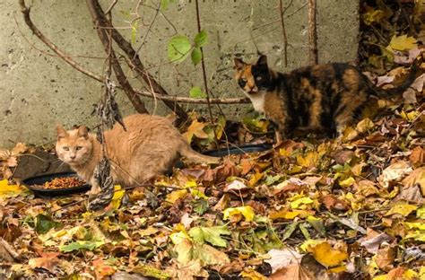Catnip Nation Documentary Looks At Unsung Heroes Who Care For Feral