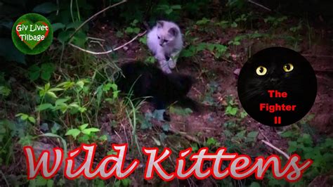 Wild Kittens Youtube