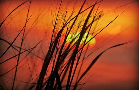 Sunset On The Reeds Photograph By Treesha Duncan Fine Art America
