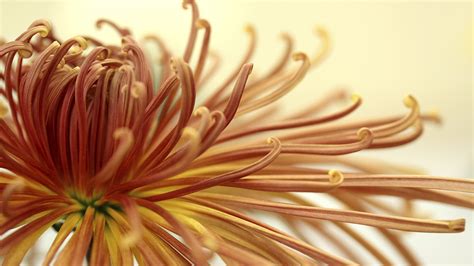 The History Of The Chrysanthemum Article On Thursd