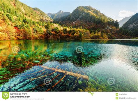 Submerged Fallen Trees In Azure Water Of The Five Flower Lake Stock