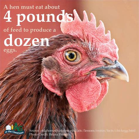 Poultry Facts4 Wisconsin Farm Bureau Federation