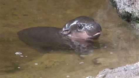 Baby Pygmy Hippo Goes For One Adorable Swim Video Abc News