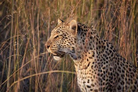 Wildlife In Botswana A Selection Of The Best Places To Admire It