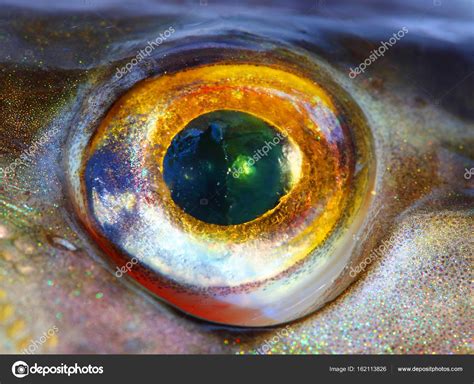 Fish Eye Hoodoo Wallpaper