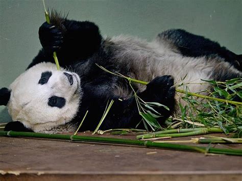 Panda Fakes Pregnancy ‘to Get Good Food And Care The Daily Star