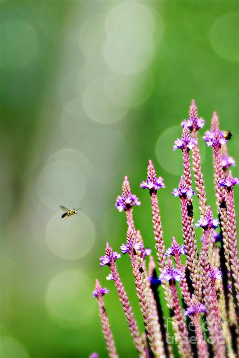 Bee And Flower Photograph By Lila Fisher Wenzel Fine Art America