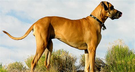 Top 10 Most Beautiful Dog Breeds Top To Find