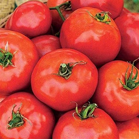 Celebration F1 Hybrid Tomato Seeds Great Flavor And
