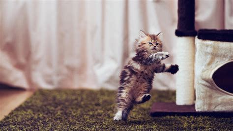 Cat Jumping Portrait Wallpaper Hd Animals 4k Wallpapers Images And