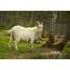 Free Domestic Goat Stock Photo  FreeImagescom
