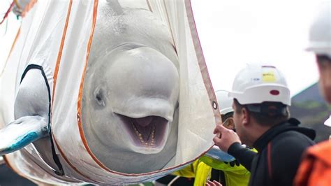 2 Rescued Beluga Whales Get A New Home