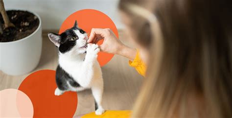 Can You Train A Cat Benefits Dos And Donts Of Cat Training