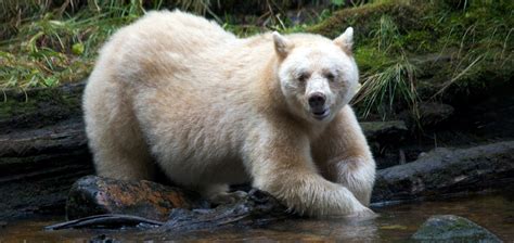 Spirit Bear Videos A Look Into Lives Of Peace And Harmony