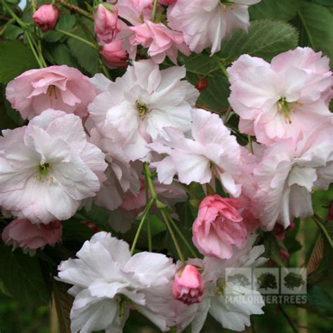 Prunus Pink Parasol Japanese Flowering Cherry Tree Mail Order Trees