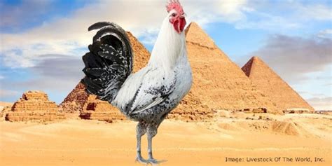 Egyptian Fayoumi Chickens