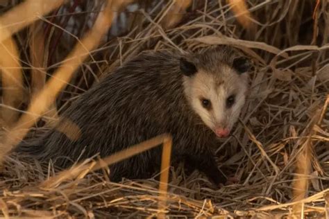 Opossum Nests Opossum Dens Assorted Animals