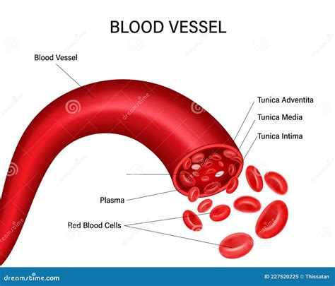Blood Vessel Diagram Isolated On White Background Vector Illustration
