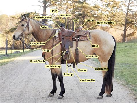 A Complete Guide To Western Saddles