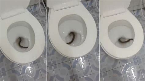 Is This Your Toilet Nightmare Creepy Clip Of Giant Millipede In U Bend