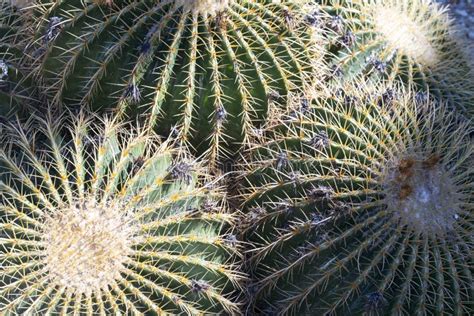 Golden Barrel Cacti Stock Image Image Of Botanical 110982039