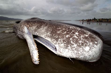 Dead Sperm Whale Beached In New Zealand