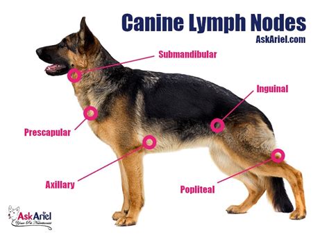 Lymph Nodes In Dogs Diagram