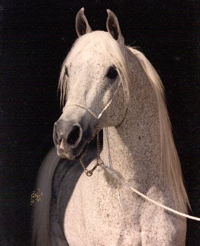 Gdansk Arabian Horse Horses Beautiful Arabian Horses