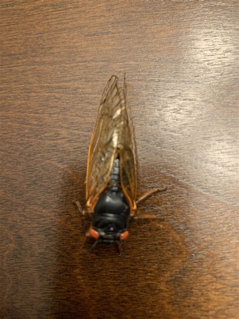 Genuine Cicada Magicicada Septendecim 17 Year Locust For Sale