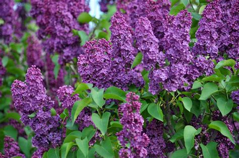 8 Beautiful Purple Flowering Shrubs