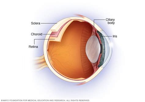 Uveitis Disease Reference Guide