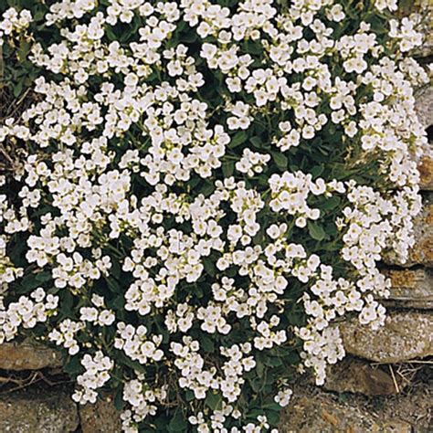 Rock cress is an herbaceous perennial and member of the brassicaceae or mustard family. Alpine Rock Cress (Arabis caucasica) | My Garden Life