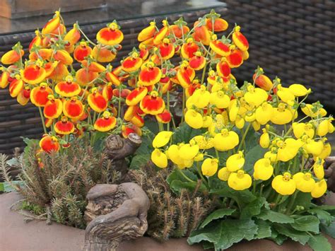 How to Grow and Care for Pocketbook Plants | World of Flowering Plants
